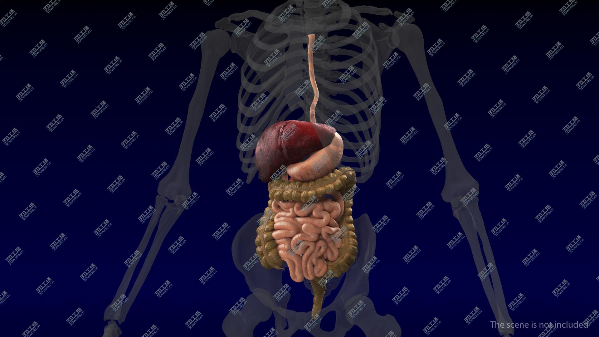images/goods_img/20210313/3D Human Digestive System model/5.jpg